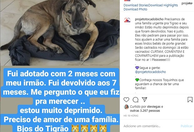 Claudia Ohana devolve cachorros adotados e web detona (Foto: Reprodução/Instagram)