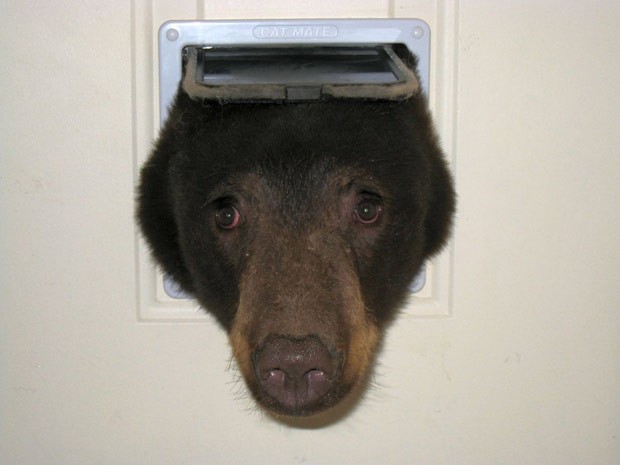  Doug Harder fotografou urso tentando entrar em sua casa por portinhola para gatos (Foto: Reprodução/Facebook/Doug Harder )