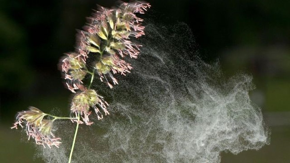 O pólen de algumas plantas é transportado pelo vento, enquanto outros dependem de insetos visitantes para polinizar as plantas vizinhas — Foto: Zuma Press/Alamy