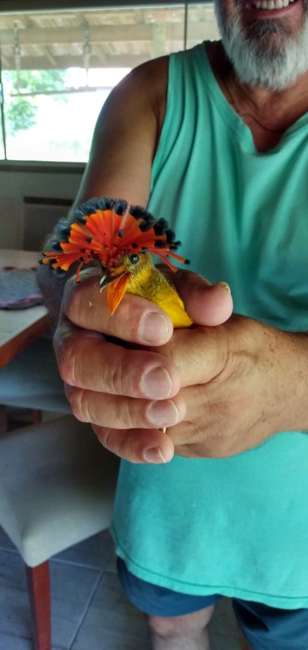Espécie de pássaro ameaçada de extinção é resgatada e chama atenção de morador: 'Percebi a maravilha que era' thumbnail