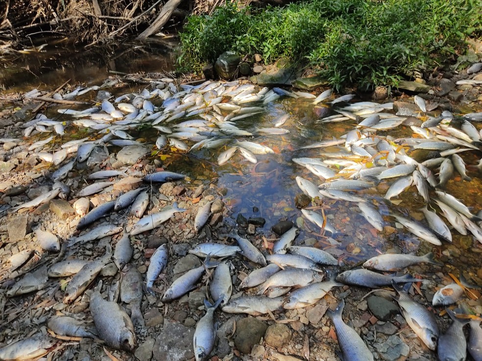 Moradores registram peixes mortos em trecho do Rio Tietê na SP 75 em Salto — Foto: Arquivo pessoal