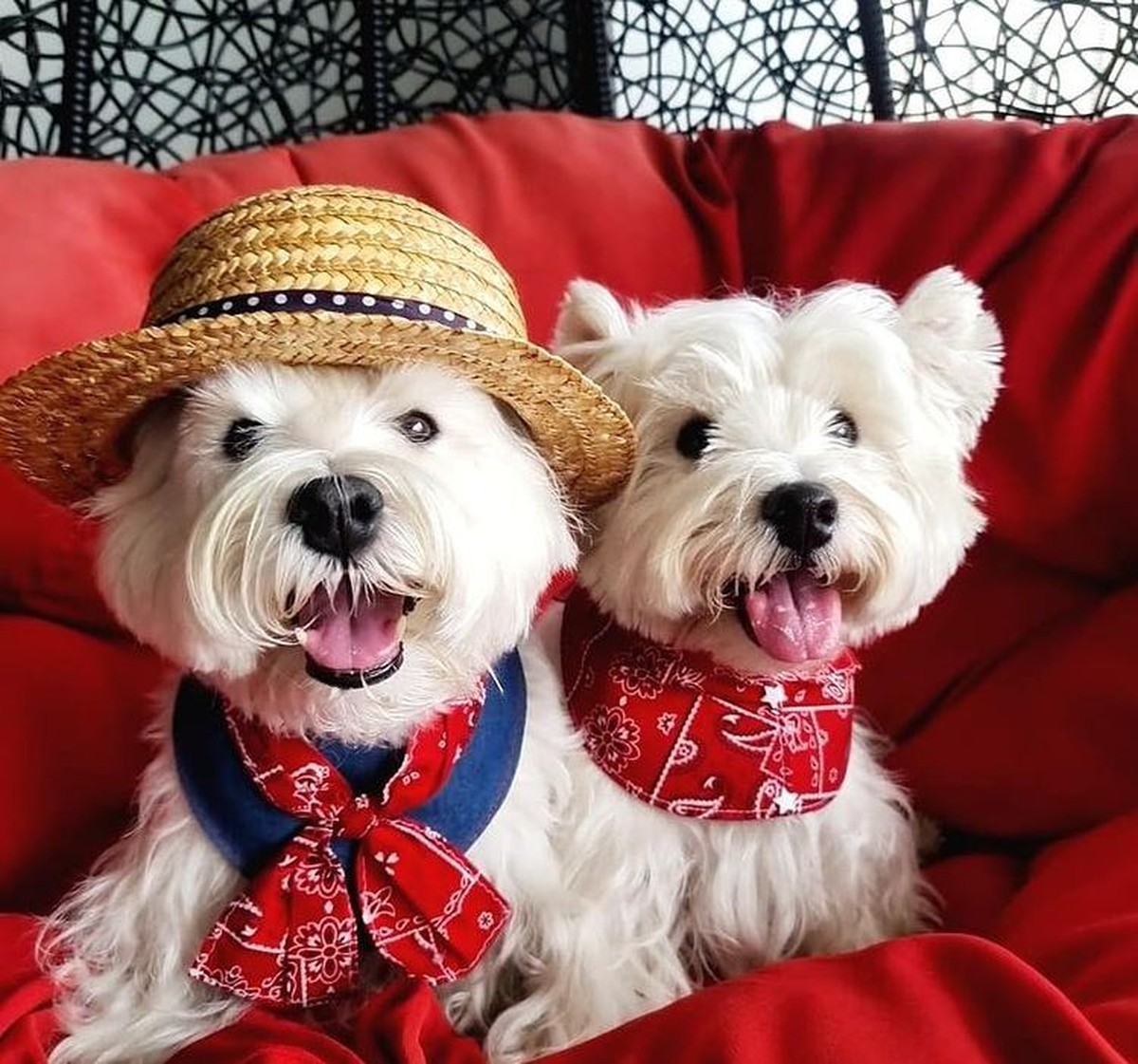 'Dogfluencers': cães de Singapura são tendência no Instagram