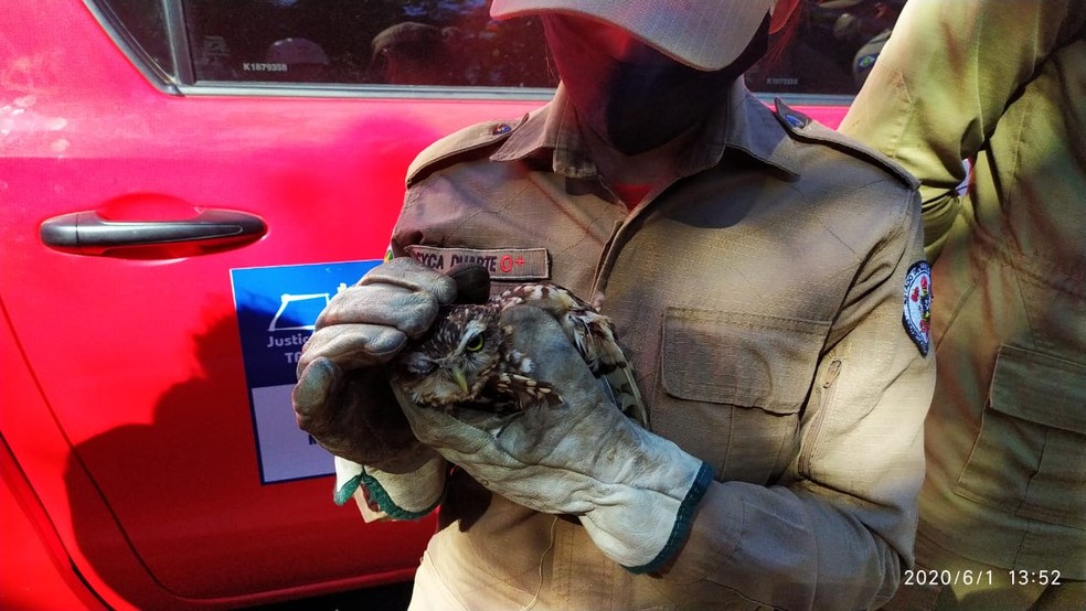 Militar segura a coruja após o resgate em Cuiabá  Foto: Gledson Mauro/Arquivo pessoal