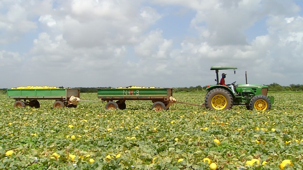 Safra do melão no RN ultrapassa 300 mil toneladas e tem faturamento 15% maior que em 2021 — Foto: Inter TV Costa Branca