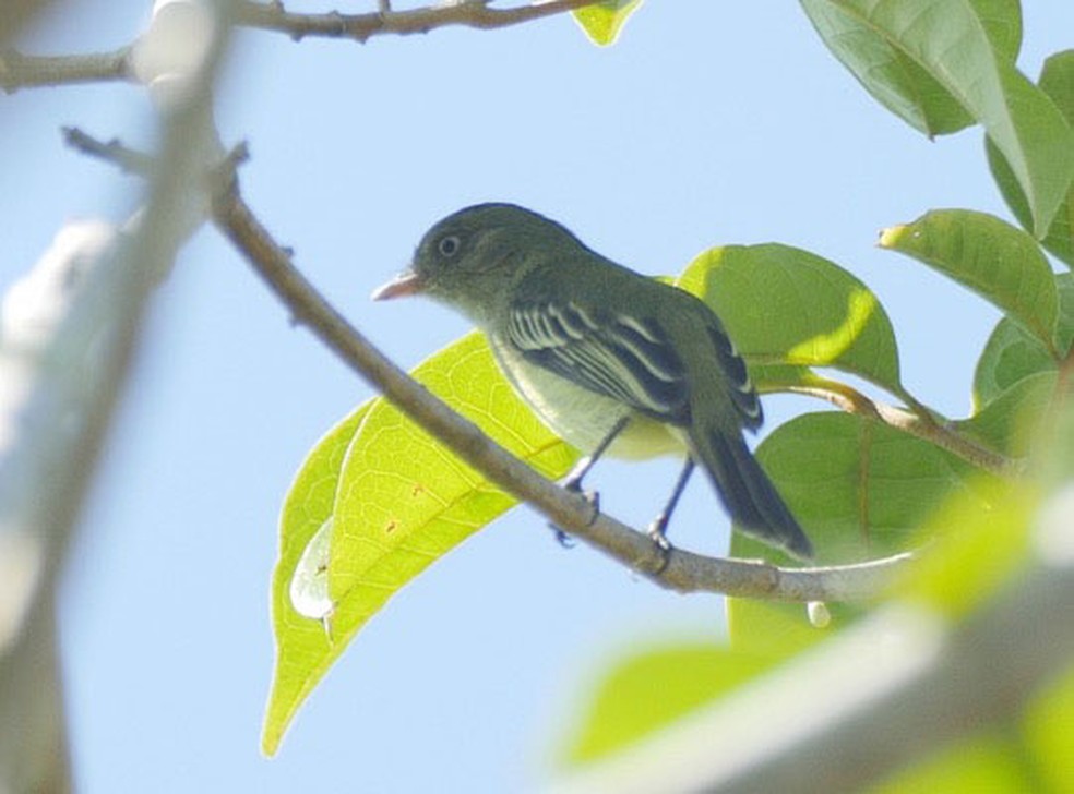Pássaro Poiaeiro-de-Chico Mendes foi  registrado pela primeira vez em 2009, no sul do Amazonas (Foto: WWF/Divulgação)