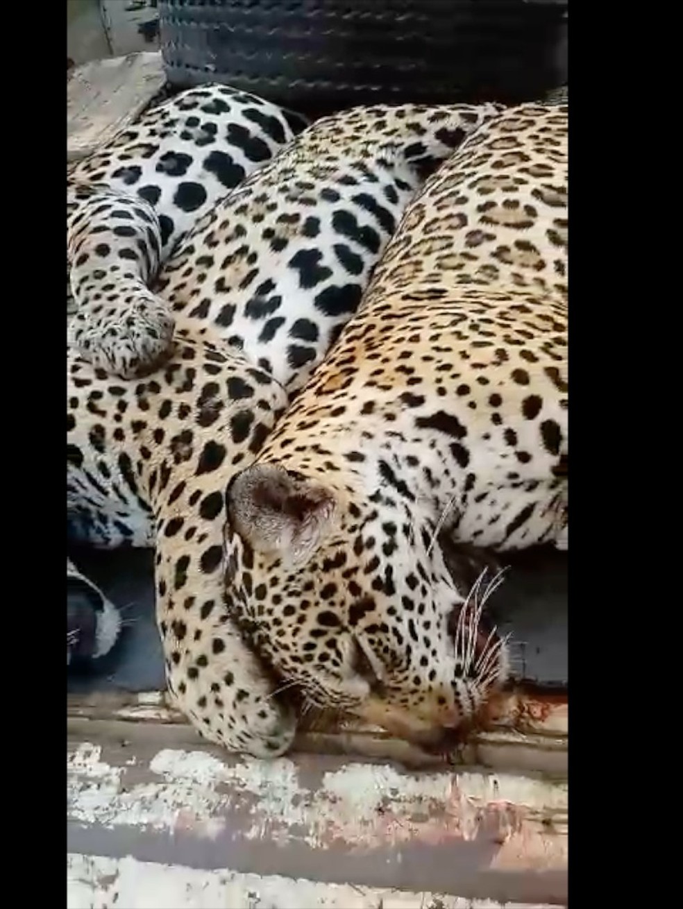Onças foram mortas a tiros — Foto: Onças foram mortas a tiro