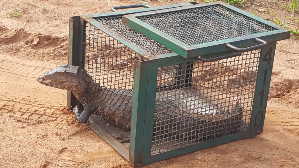 Polícia colocou jacaré em uma gaiola para fazer a soltura em Rio Preto  — Foto: Divulgação/Polícia Ambiental 
