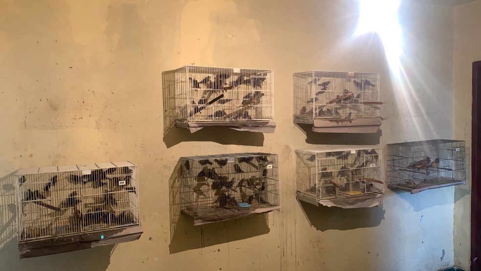 Duas pessoas foram detidas por tráfico de animais silvestres — Foto: Reprodução/Arquivo Pessoal