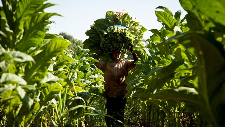 agricultura_tabaco (Foto: Marcelo Curia/Ed. Globo)