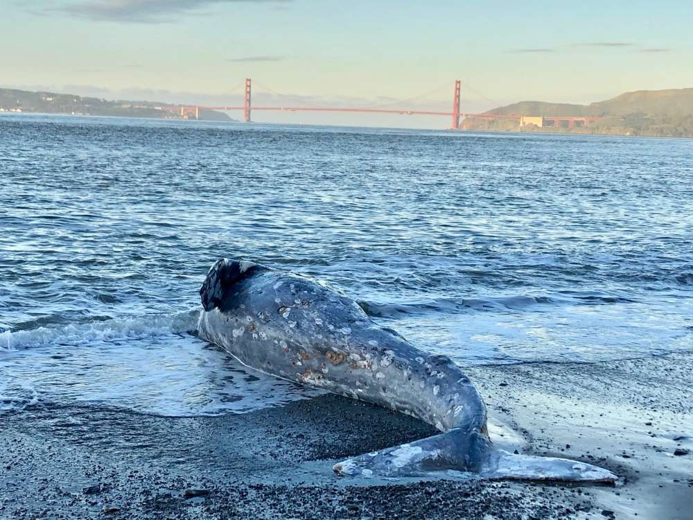 Baleia-cinzenta morta no Angel Island State Park, na Baía de São Francisco, Estados Unidos.  (Foto:  Cara Field / The Marine Mammal Center)