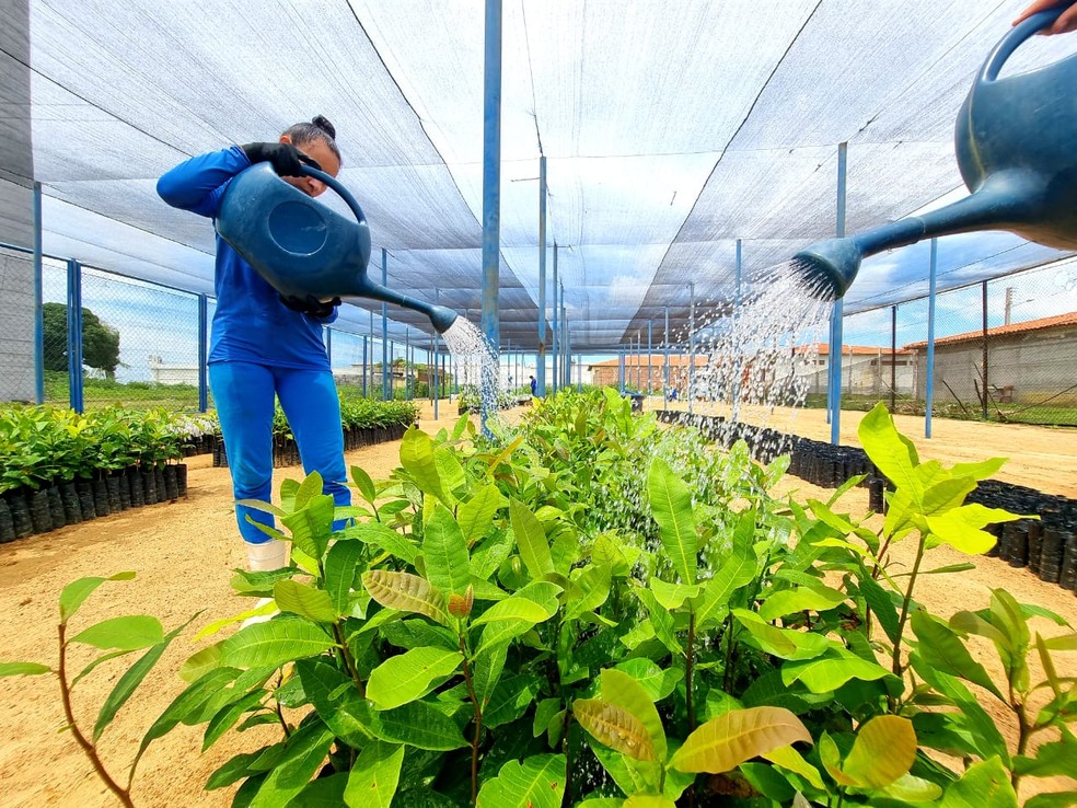 Agricultores de 24 municípios do RN recebem 26 mil mudas cultivadas pelo sistema prisional — Foto: Divulgação