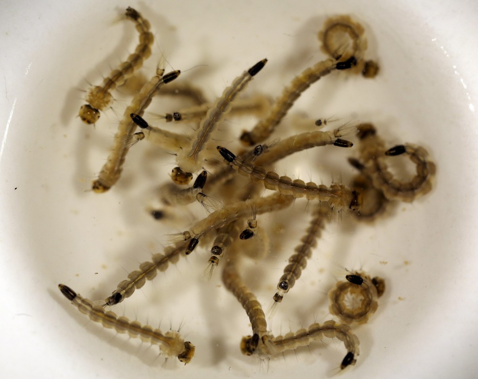 Larvas do Aedes aegypti no laboratório da Oxitec, em Campinas. O mosquito é transmissor de doenças como a dengue, chikungunya e do vírus zika, causador da microcefalia — Foto: Paulo Whitaker/Reuters