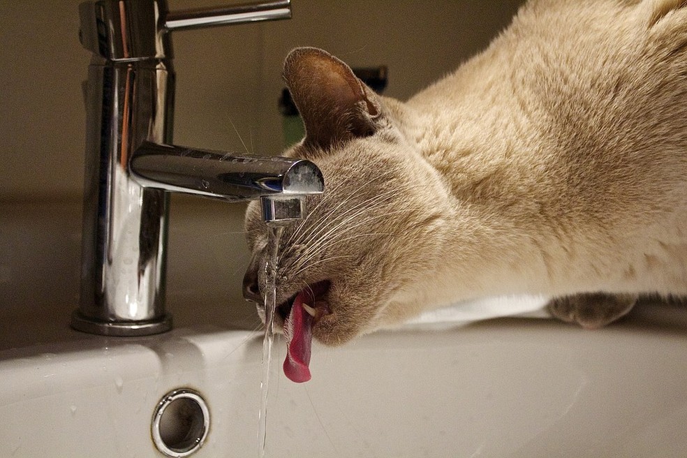 Gatos têm preferência por ingerir água corrente — Foto: Pixabay/Divulgação