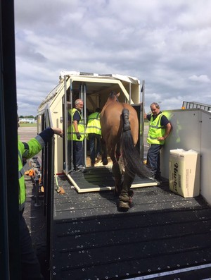 Cavalos sendo enviados da Europa para o Brasil (Foto: Reprodução / Twitter/ IRL Equestrian )