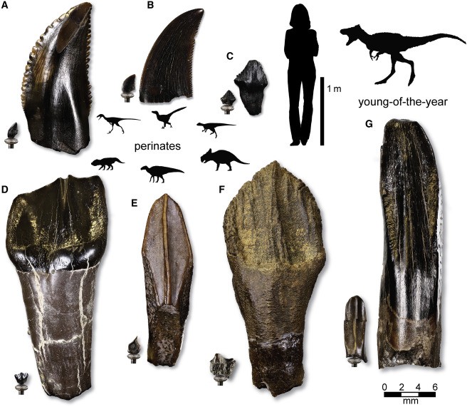 Dinossauros desenvolveram estratégias para sobreviver ao frio, diz estudo, Ciência