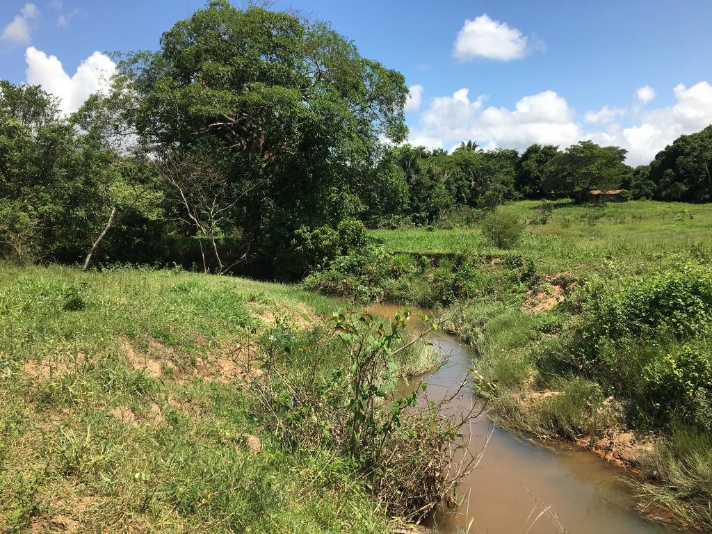 Áreas de preservação degradadas no Alto Araguaia (MT) passam por processo de recuperação 