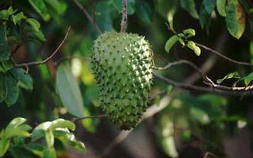 Combater Praga Na Graviola Exige Cuidados Revista Globo Rural Gr Responde