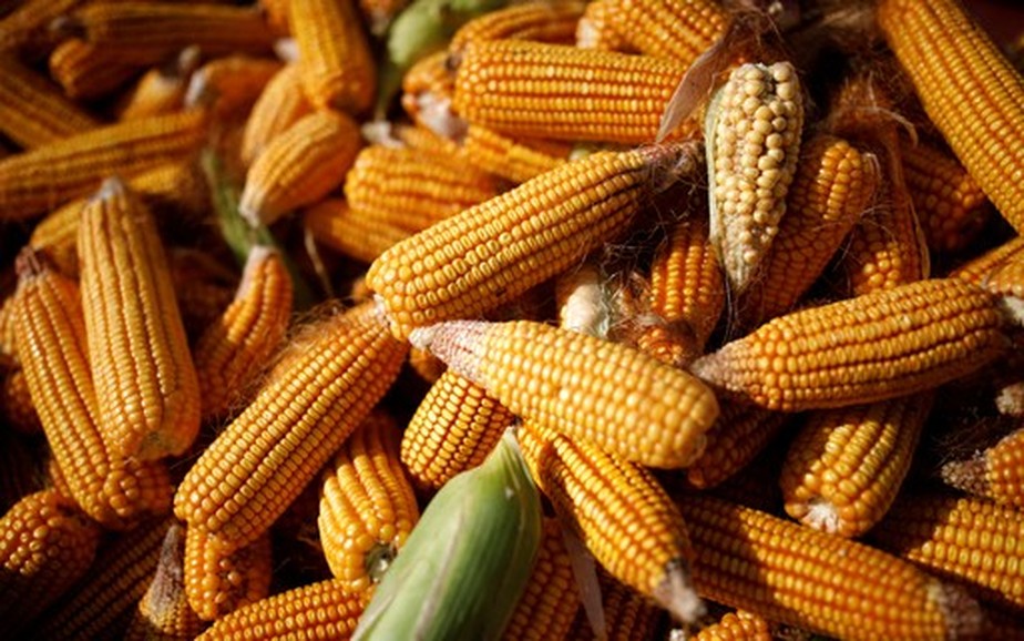 O contrato do milho de março na Bolsa de Chicago subiu 15 centavos, a US$ 6,71 por bushel