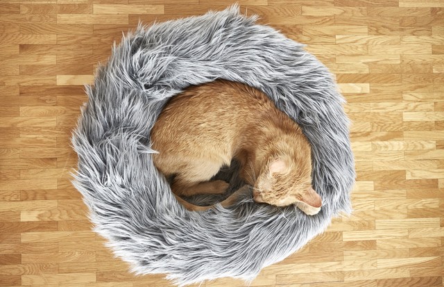 Capello Cat Bed, MiaCara Design (€99) (Foto: Reprodução)