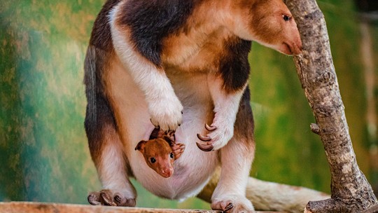 Um filhote de canguru arborícola, uma espécie em extinção, nasce em um zoológico inglês