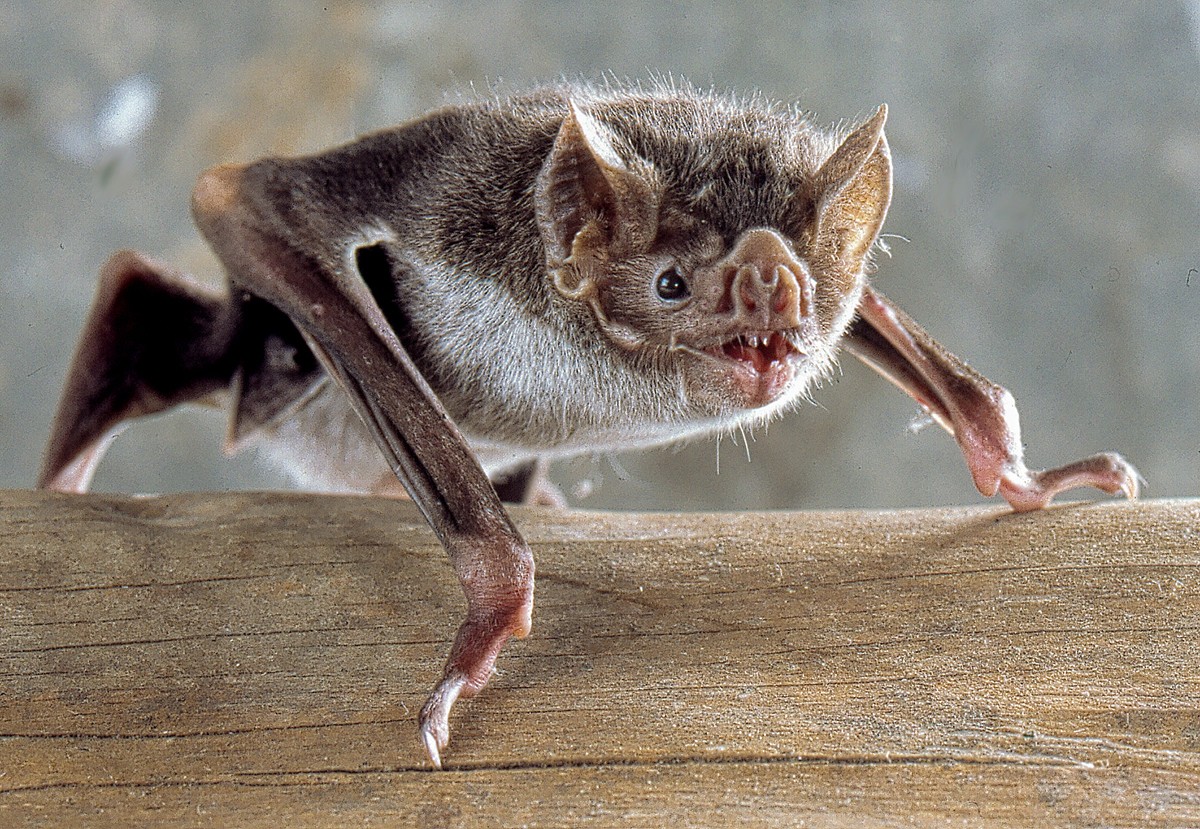 Devido ao baixo teor calórico do sangue, os morcegos-vampiros precisam se alimentar com frequência (Foto: Uwe Schmidt/ Wikimedia Commons)