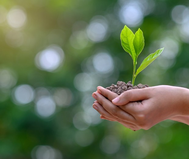 environment Earth Day In the hands of trees growing seedlings. Bokeh green Background Female hand holding tree on nature field grass Forest conservation concept (Foto: Getty Images)