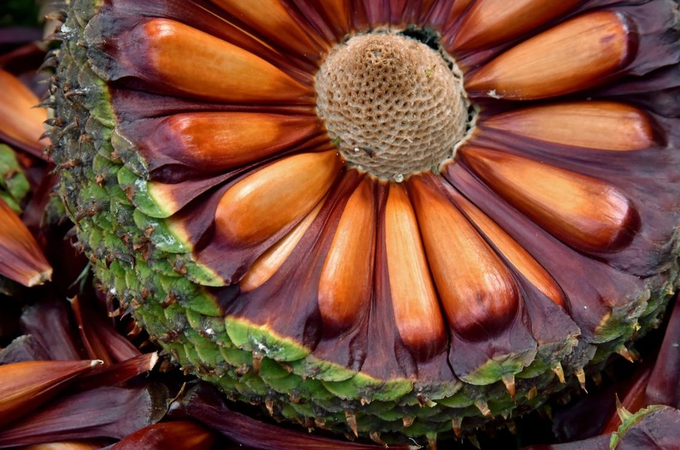  O pinhão é um alimento rico em calorias e pode trazer diversos benefícios à saúde — Foto: Rudimar Narciso Cipriani/Acervo Pessoal