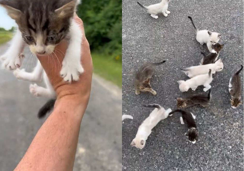 Homem ajuda a resgatar gatinho na estrada e cai em 'emboscada' com resto da ninhada  — Foto: Reprodução/Instagram