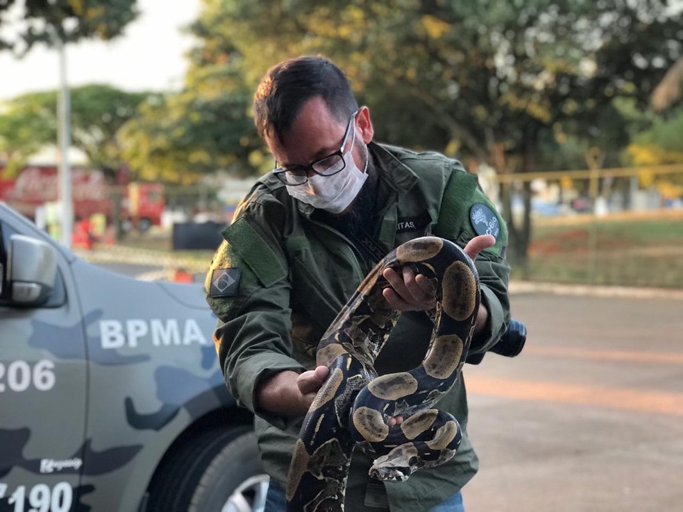 Servidor do ICMBio examina jiboia encontrada entre 16 serpentes apreendidas no DF, após estudante de veterinária entrar em coma — Foto: Afonso Ferreira/G1