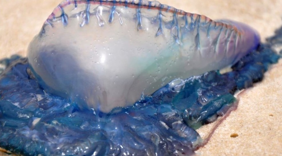 Caravelas são as águas-vivas mais perigosas presentes no mar de SC  — Foto: NSC TV/Reprodução 