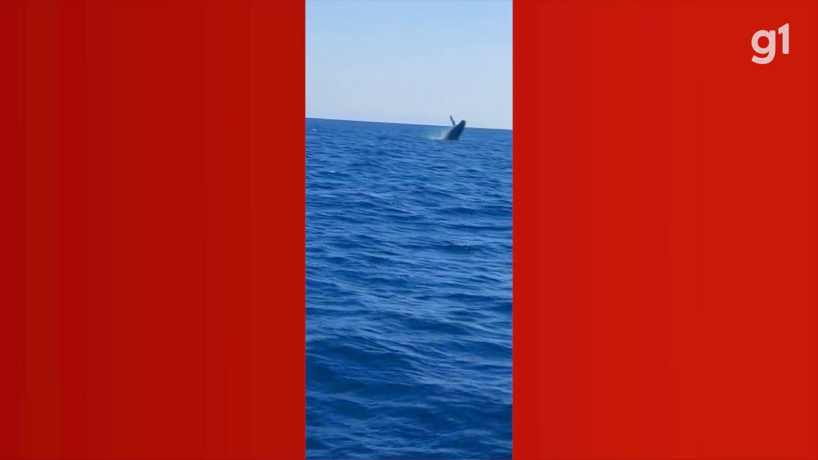 Começa a temporada das baleias em Arraial do Cabo e jubartes são flagradas no Mar de Fora; VÍDEOS 