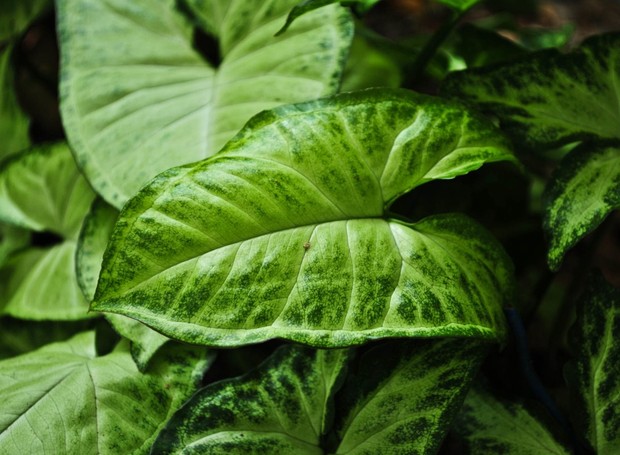 O singônio é uma planta de meia-sombra e super flexível com sua demanda de luz (Foto: Flickr / Travelling Through The Lense / CreativeCommons)