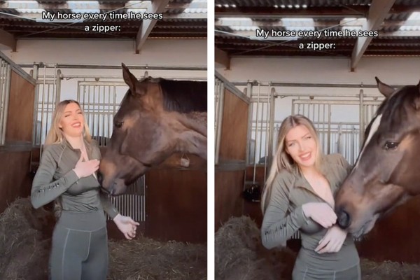 video do cavalo que viralizou｜Pesquisa do TikTok