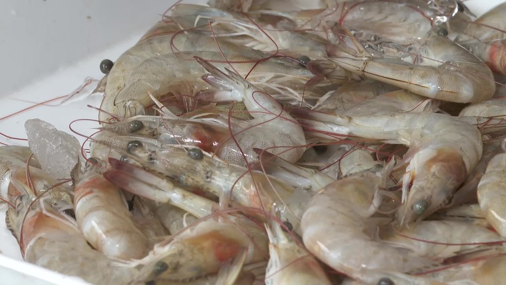 Camarão produzido no Rio Grande do Norte — Foto: Reprodução/TV Globo