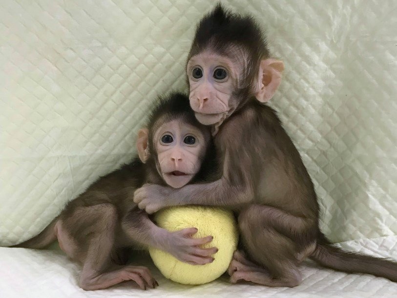 Zhong Zhong e Hua Hua, os primeiros clones de primatas (Foto: Qiang Sun and Mu-ming Poo/ Chinese Academy of Sciences/ Wikimedia Commons/ CreativeCommons)