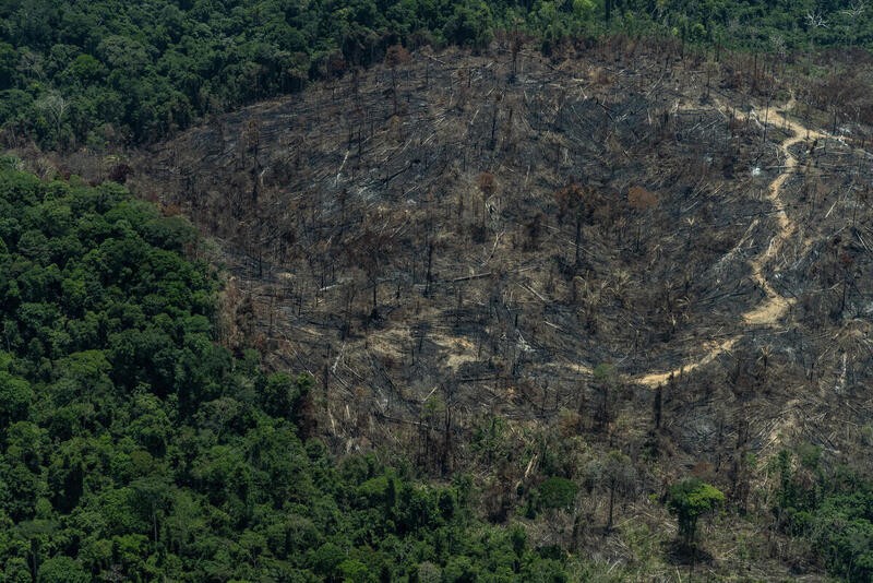 Área desmatada e recém queimada em Itaituba, no Pará (Foto: Victor Moriyama/Greenpeace)