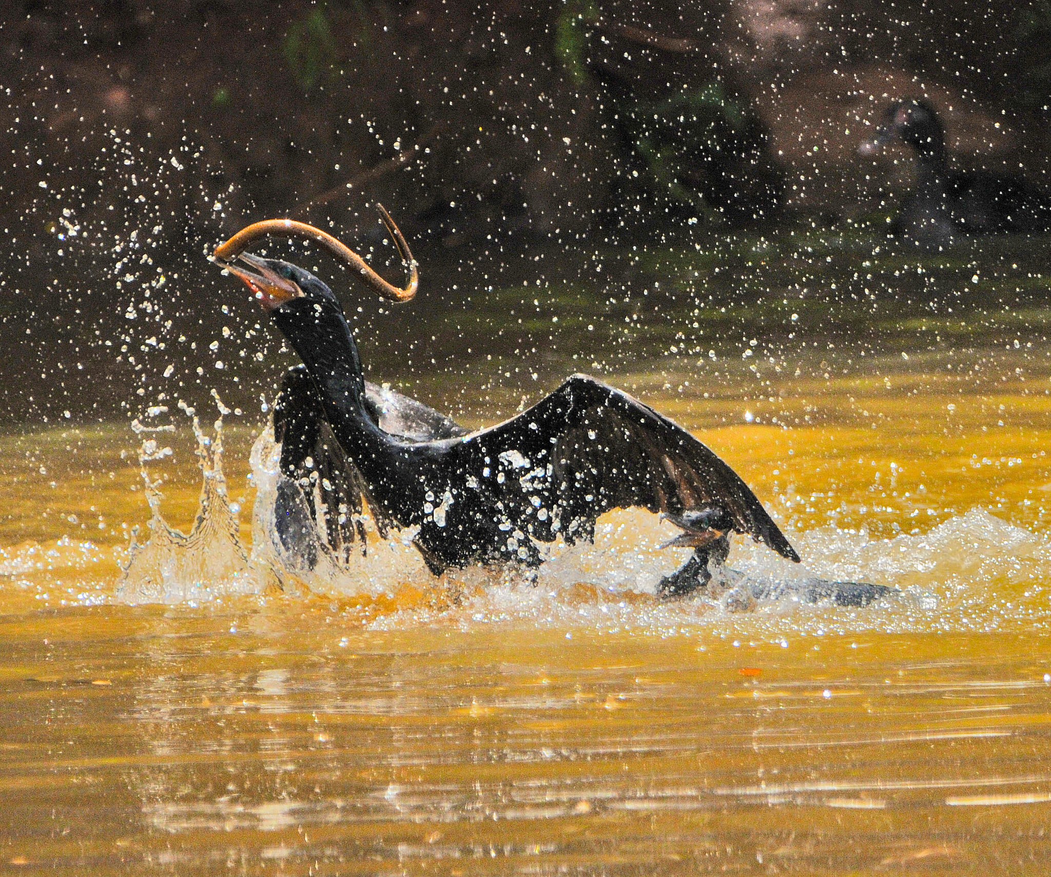Fotojornalista flagra ave aquática caçando em represa durante caminhada; veja imagens