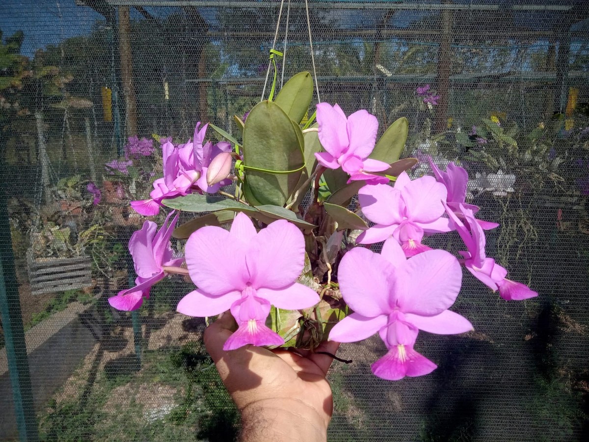Exposição Anual de Orquídeas, Cactos e Suculentas é realizada em Montes Claros