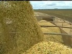 Seca e ataque de lagartas prejudicam produtividade da soja na BA