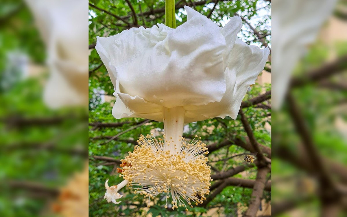 Rara, flor do baobá desabrocha e chama atenção por formato e cheiro  exóticos em Ribeirão Preto | Ribeirão Preto e Franca | G1
