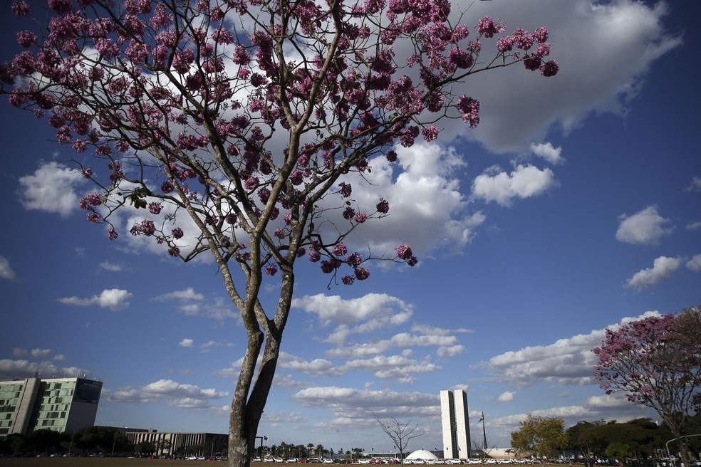 Ipê-roxo na Esplanada dos Ministérios — Foto: Marcello Casal Jr/Agência Brasil 