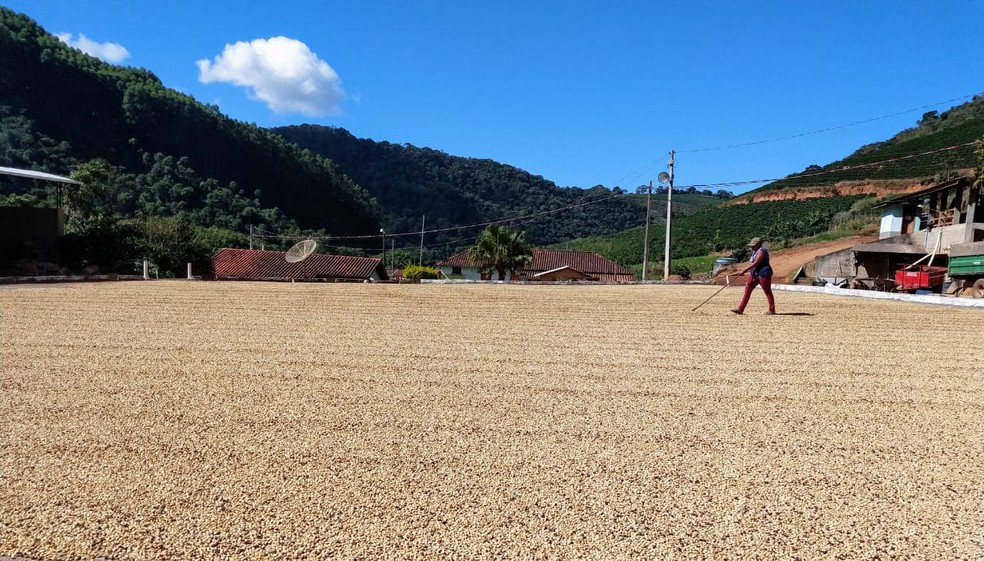 Varre-Sai deve ter 100% de aumento na colheita de cafÃ© neste ano em relaÃ§Ã£o a 2019 â€” Foto: DivulgaÃ§Ã£o