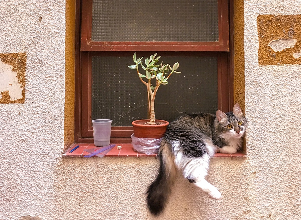 Para evitar que o seu gato contraia e transmita FIV ou FeLV, evite o seu acesso à rua ou a animais não testados (Foto: Unsplash/ CreativeCommons/ Martín Saenz)