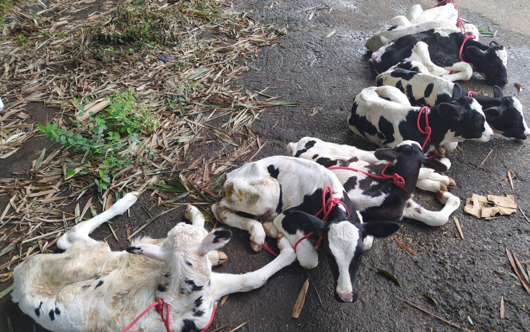 Agentes encontram bezerros sendo levados dentro de van, amontoados, e amarrados pelos pés e pescoço, em Porangatu