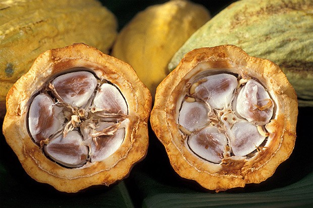 Fruto de cacau, com os grãos usados para fazer o chocolate em seu interior. (Foto: USDA/Divulgação)