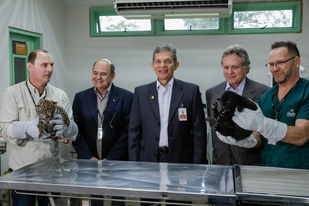 Oncinhas passaram, na quinta-feira (27), por exames de saúde que indicaram o sexo delas — Foto: Kiko Sierich/Divulgação