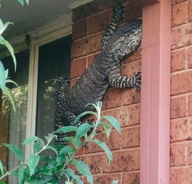 Australiano flagrou lagarto enorme na parede de sua casa (Foto: Reprodução/Facebook/Shit Aussies say)