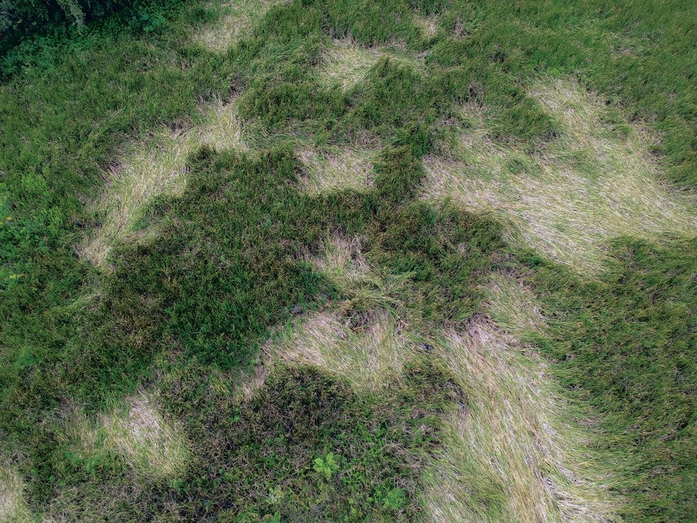 OVNI - Vegetação é amassada e moradora cita pouso de 'avião de cinco patas' em SP