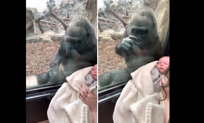 Mamãe gorila admira bebê humano através do vidro (Foto: Reprodução/Youtube)