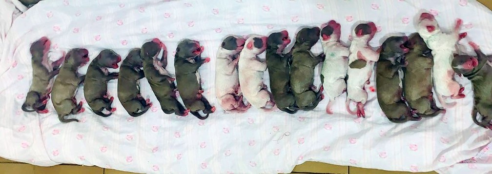 Cachorra de médio porte deu a luz a 16 filhotes em Indiana (SP) — Foto: Bruna Katrine Scaione